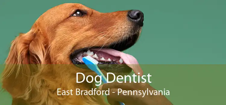 Dog Dentist East Bradford - Pennsylvania