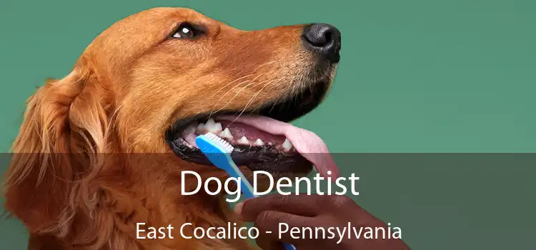 Dog Dentist East Cocalico - Pennsylvania