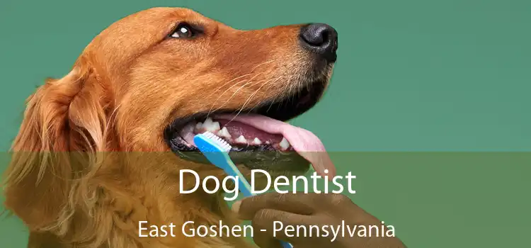 Dog Dentist East Goshen - Pennsylvania