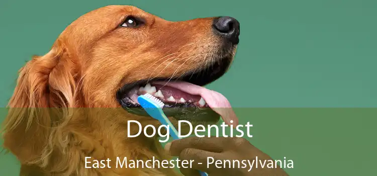 Dog Dentist East Manchester - Pennsylvania