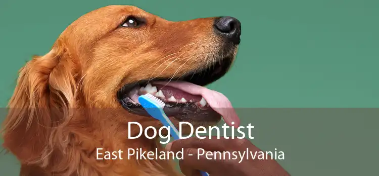Dog Dentist East Pikeland - Pennsylvania