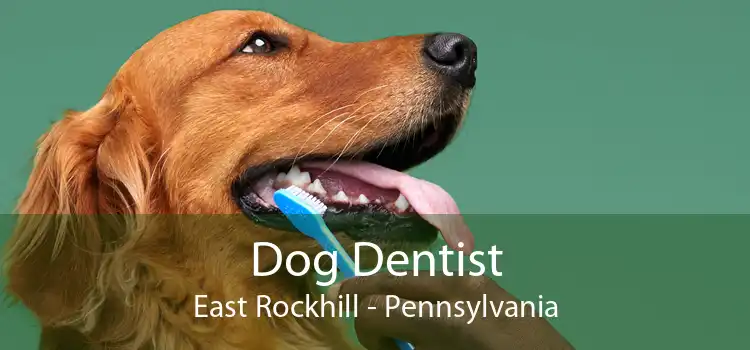 Dog Dentist East Rockhill - Pennsylvania