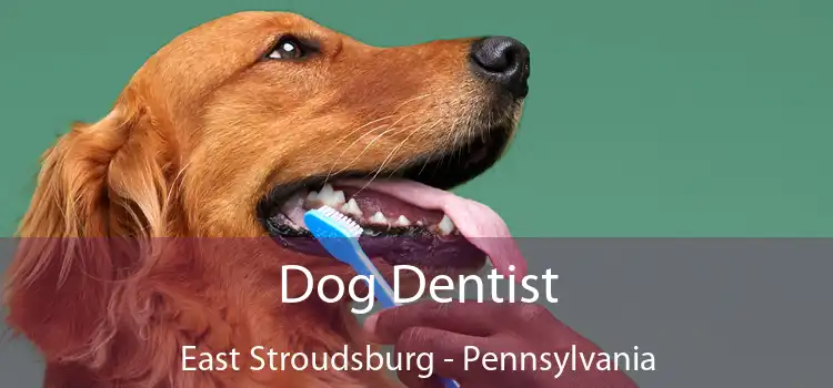 Dog Dentist East Stroudsburg - Pennsylvania