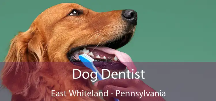 Dog Dentist East Whiteland - Pennsylvania