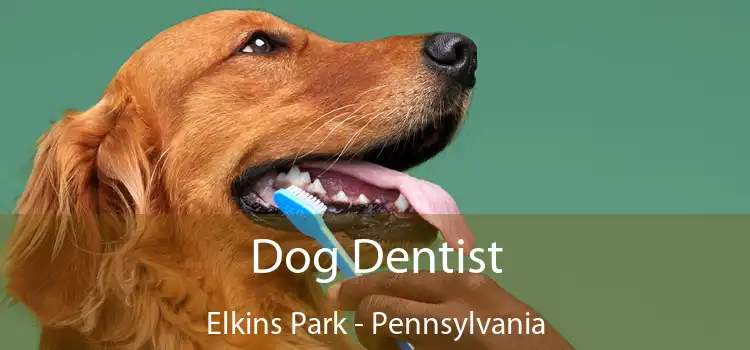 Dog Dentist Elkins Park - Pennsylvania