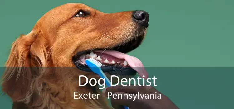 Dog Dentist Exeter - Pennsylvania