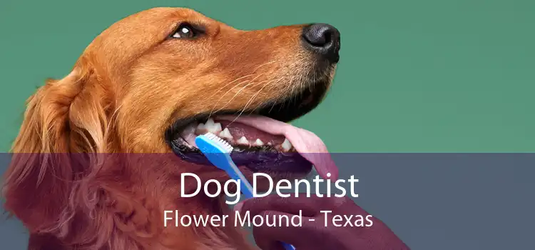 Dog Dentist Flower Mound - Texas