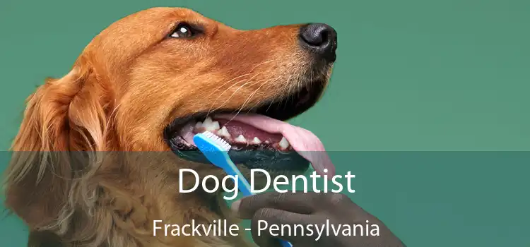 Dog Dentist Frackville - Pennsylvania