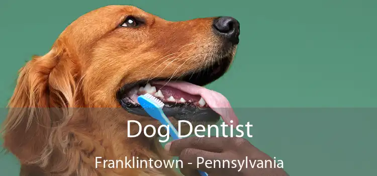 Dog Dentist Franklintown - Pennsylvania