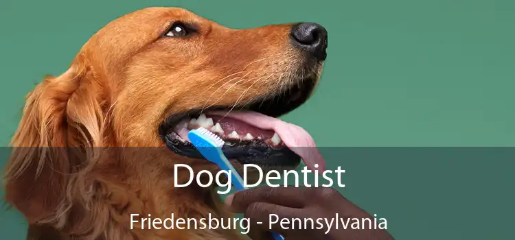 Dog Dentist Friedensburg - Pennsylvania
