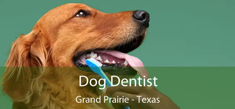 Dog Dentist Grand Prairie - Texas