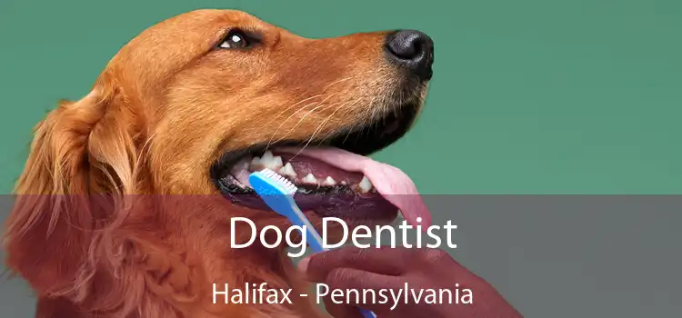 Dog Dentist Halifax - Pennsylvania
