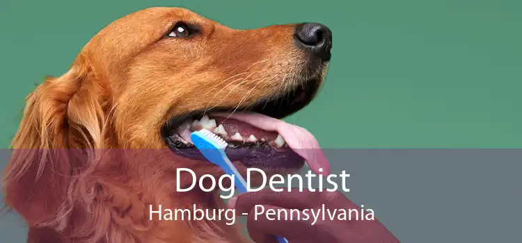 Dog Dentist Hamburg - Pennsylvania