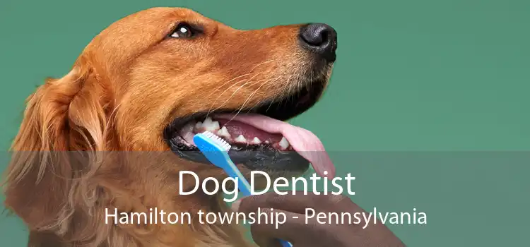 Dog Dentist Hamilton township - Pennsylvania