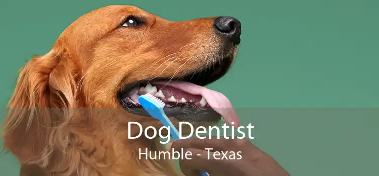 Dog Dentist Humble - Texas
