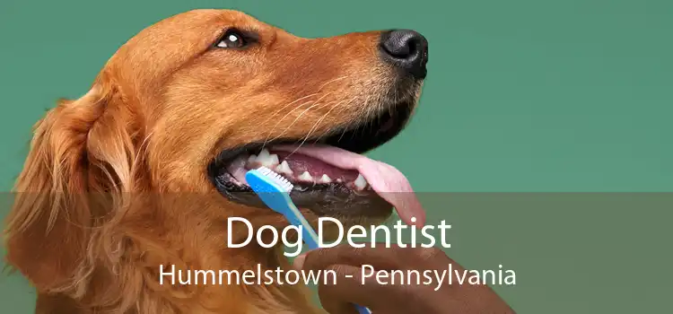 Dog Dentist Hummelstown - Pennsylvania