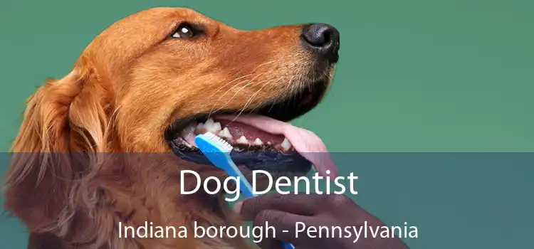 Dog Dentist Indiana borough - Pennsylvania