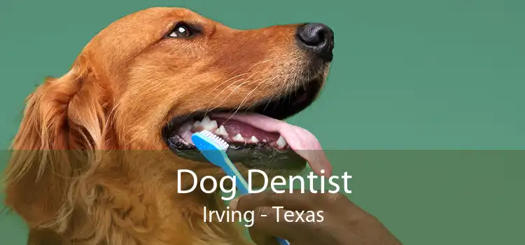 Dog Dentist Irving - Texas