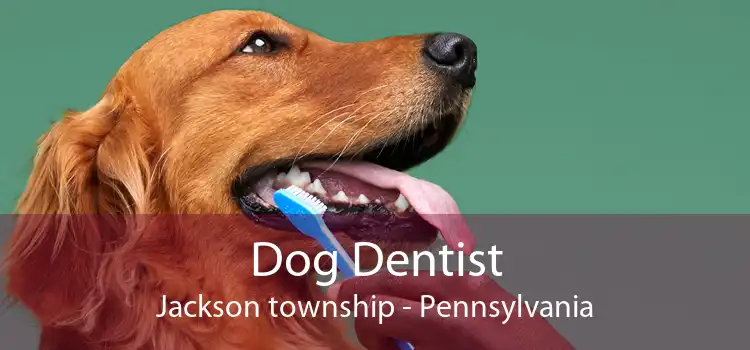 Dog Dentist Jackson township - Pennsylvania