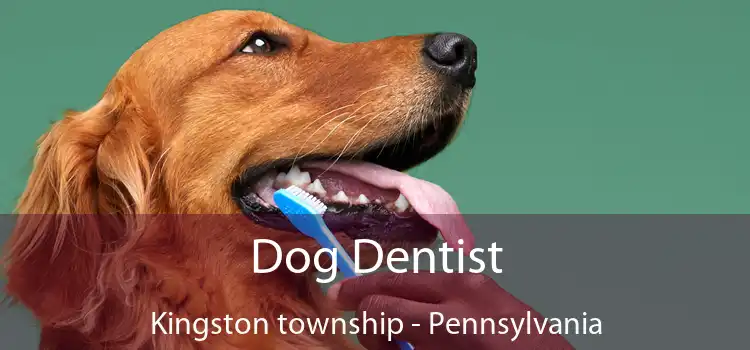 Dog Dentist Kingston township - Pennsylvania