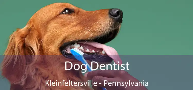 Dog Dentist Kleinfeltersville - Pennsylvania