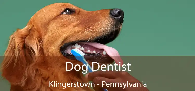Dog Dentist Klingerstown - Pennsylvania