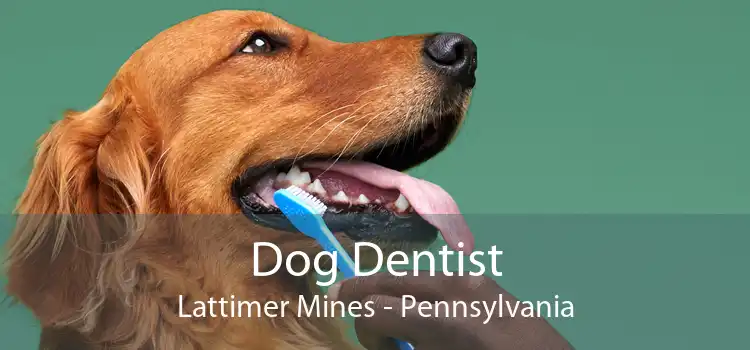 Dog Dentist Lattimer Mines - Pennsylvania