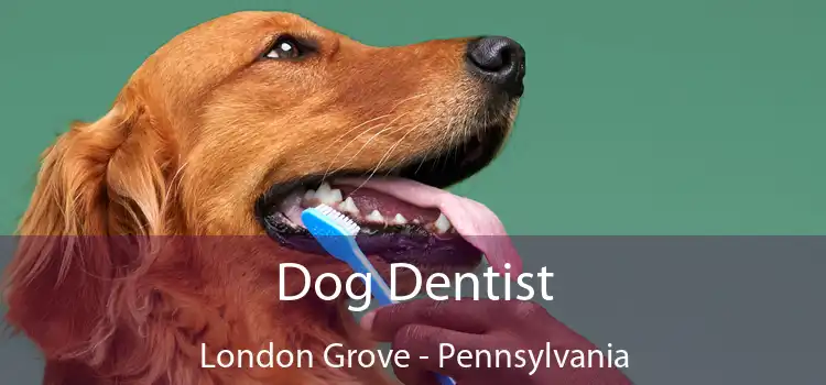 Dog Dentist London Grove - Pennsylvania