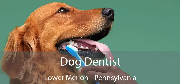Dog Dentist Lower Merion - Pennsylvania