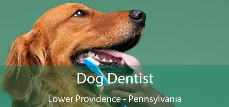 Dog Dentist Lower Providence - Pennsylvania