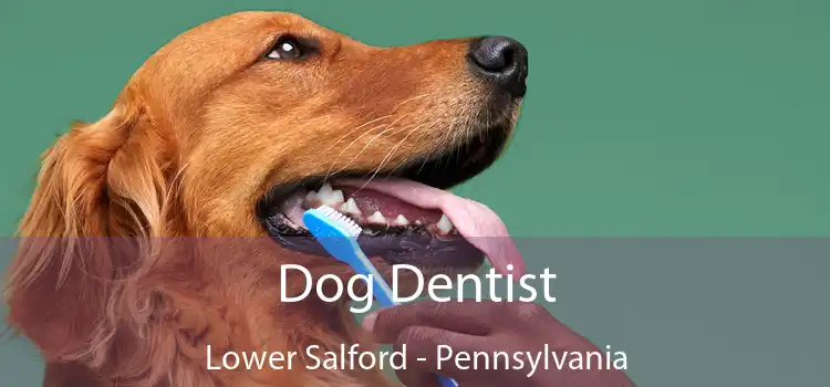 Dog Dentist Lower Salford - Pennsylvania