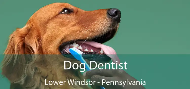 Dog Dentist Lower Windsor - Pennsylvania