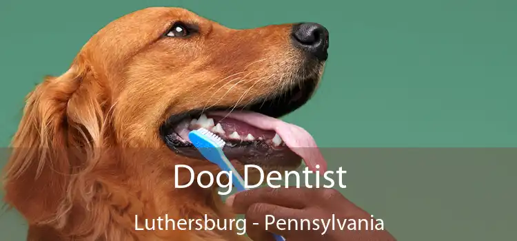 Dog Dentist Luthersburg - Pennsylvania
