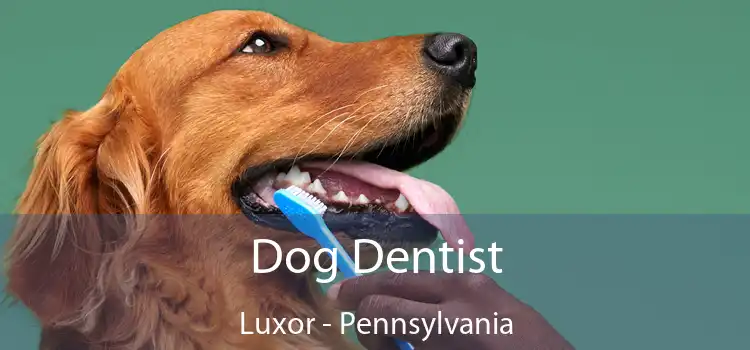 Dog Dentist Luxor - Pennsylvania