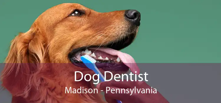 Dog Dentist Madison - Pennsylvania