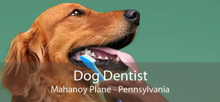 Dog Dentist Mahanoy Plane - Pennsylvania