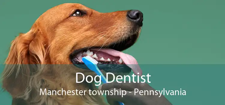 Dog Dentist Manchester township - Pennsylvania