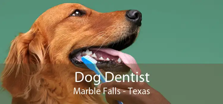 Dog Dentist Marble Falls - Texas