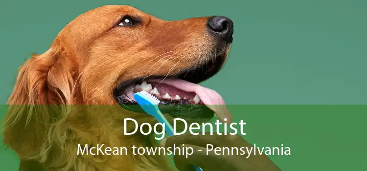 Dog Dentist McKean township - Pennsylvania
