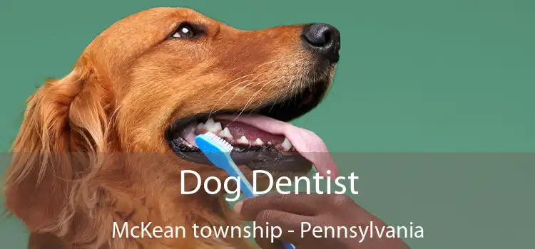 Dog Dentist McKean township - Pennsylvania