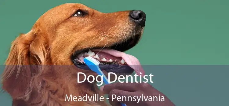 Dog Dentist Meadville - Pennsylvania