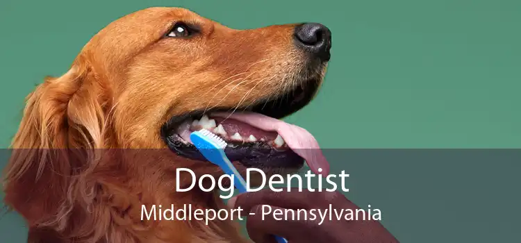 Dog Dentist Middleport - Pennsylvania