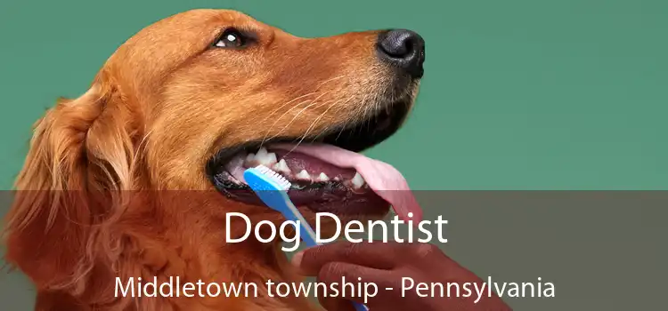 Dog Dentist Middletown township - Pennsylvania