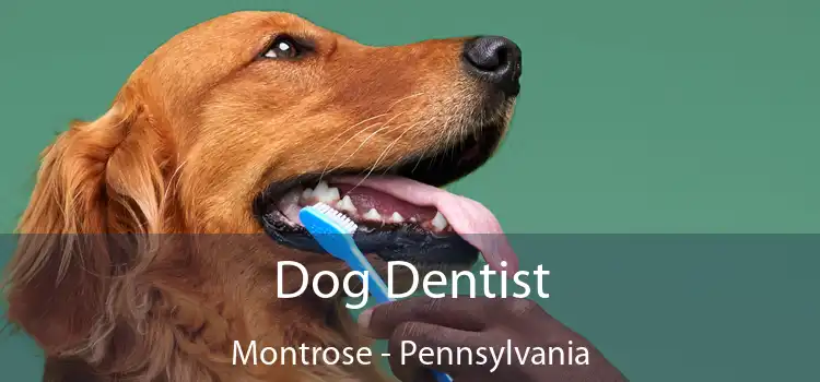 Dog Dentist Montrose - Pennsylvania
