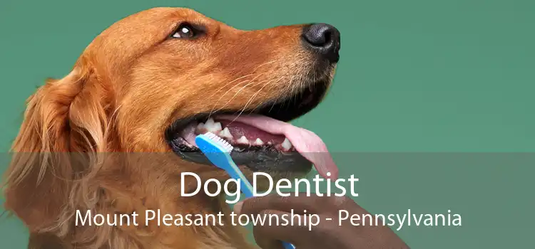 Dog Dentist Mount Pleasant township - Pennsylvania