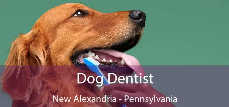 Dog Dentist New Alexandria - Pennsylvania