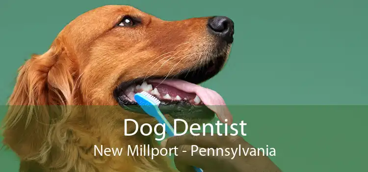 Dog Dentist New Millport - Pennsylvania