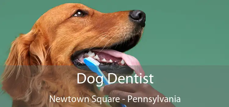 Dog Dentist Newtown Square - Pennsylvania