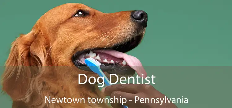 Dog Dentist Newtown township - Pennsylvania