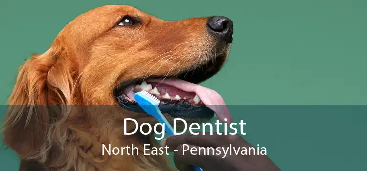 Dog Dentist North East - Pennsylvania